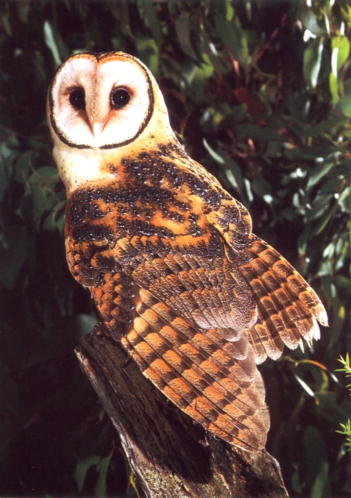 bab045oz tasmanian masked owl.jpg