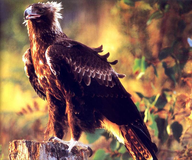 bab065oz wedge-tailed eagle 03.jpg