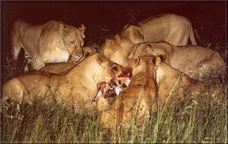 PO Fisa 129 Lions.jpg