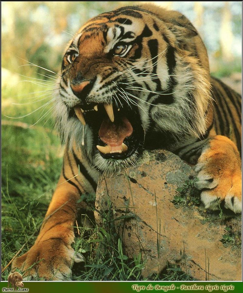 po wl 083 tigre du bengale.jpg