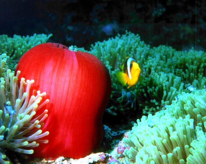 15 15-Sea Anemone-and-Clownfish.jpg