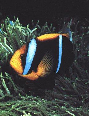 UnderWater10-ClownFish.jpg