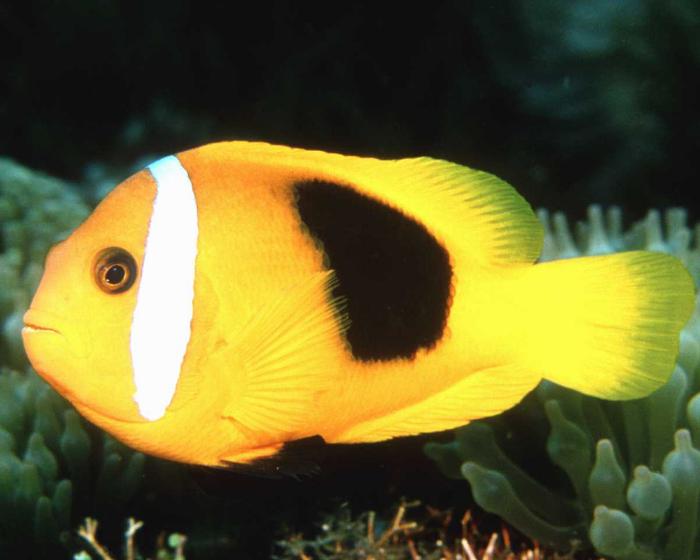 sea0045-Yellow Clownfish-Closeup.jpg