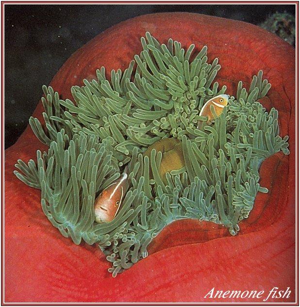 sea-006 AnemoneFishes-Sea Anemone and Clownfishes.jpg