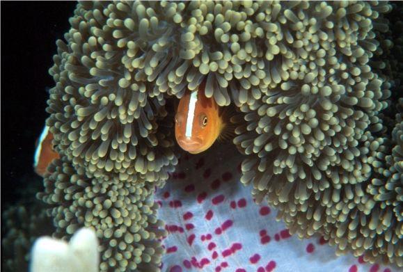 anemonefish2 from Japan.jpg