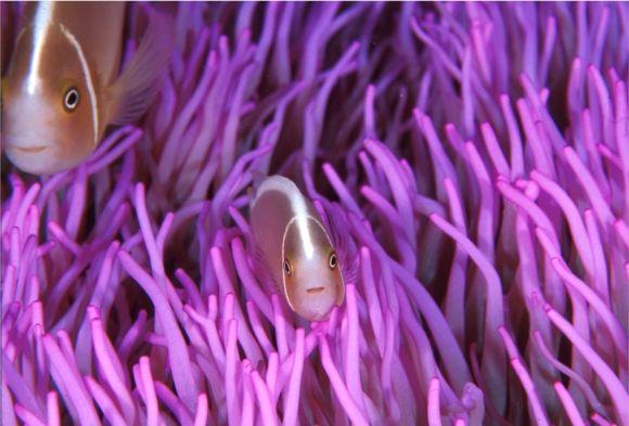 anemonefish4.jpg