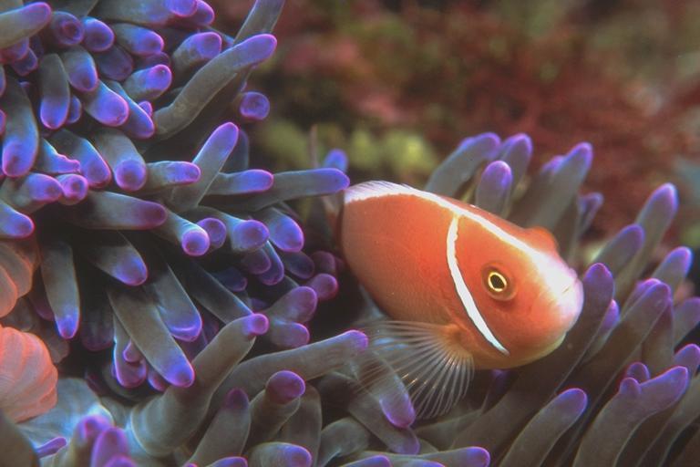 400052-Sea Anemone-and-Clownfish.jpg