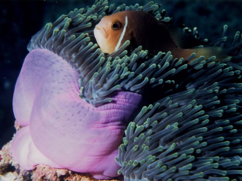 anemone violete 2-Maldives.jpg