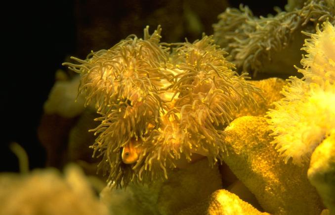 Clownfish028 212-In Sea Anemone.jpg
