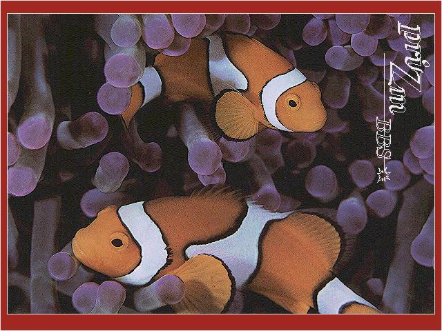 ReefFish-0609PICG-Clownfish Pair-In Sea Anemone.jpg