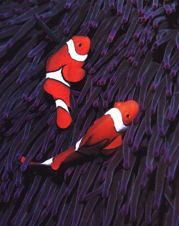 UnderWater09-ClownFishes.jpg