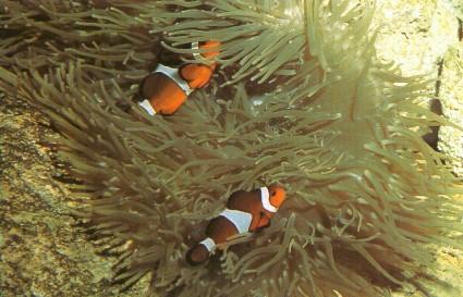 Clownfishes in Sea Anemone.jpg