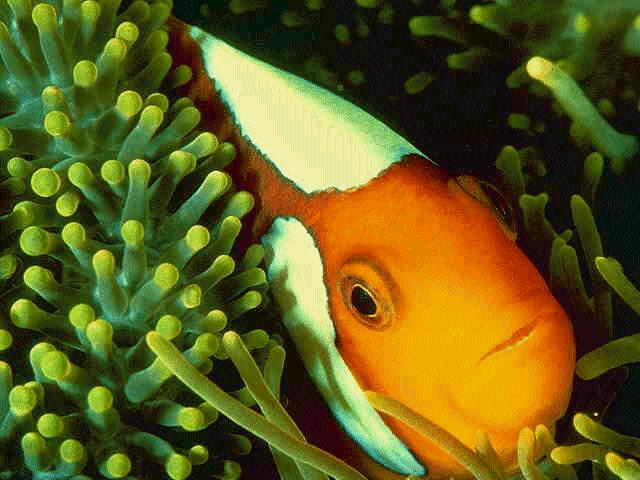 clownfish-Face Closeup-In Sea Anemone.jpg
