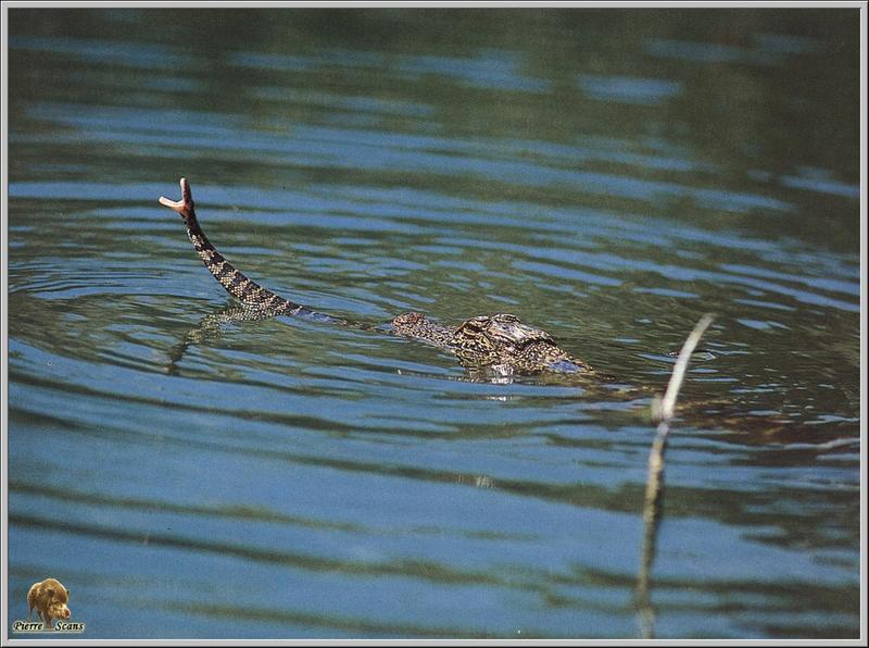 po rep1 003 alligator attrapant un serpent marin.jpg