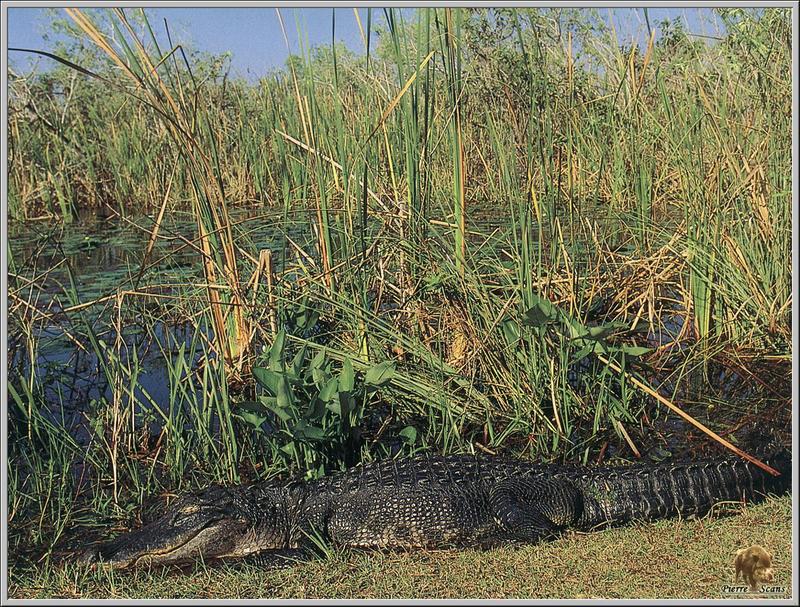 po rep1 005 alligator.jpg