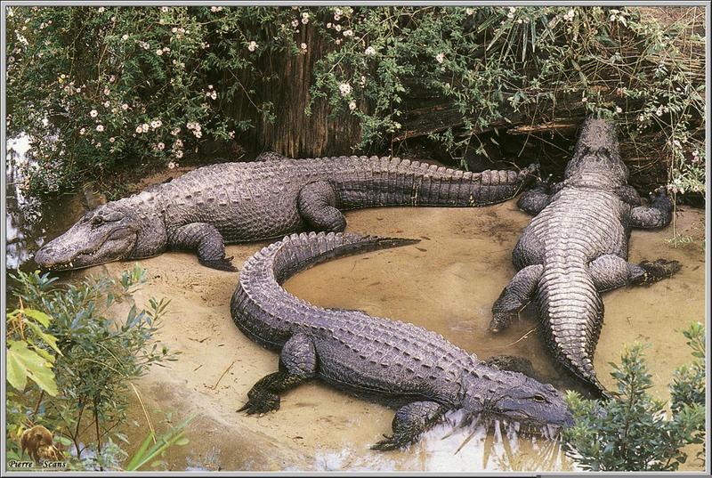 po rep1 006 alligators.jpg