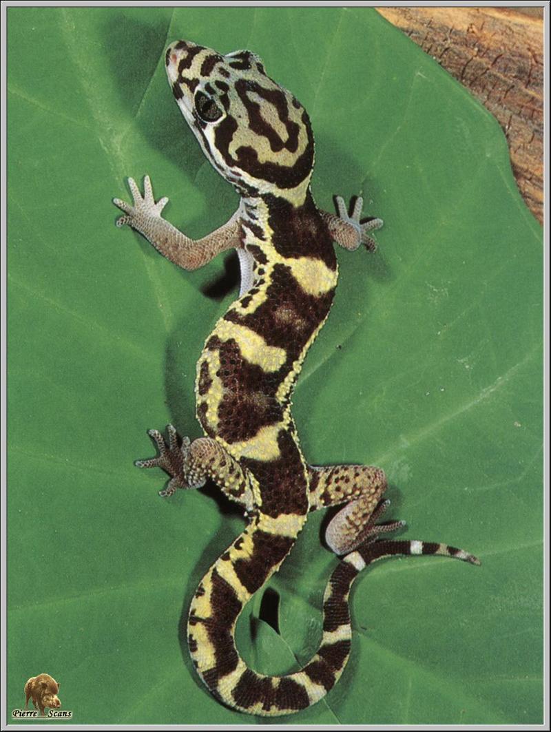 po rep1 040 gecko a bandes du nicaragua.jpg