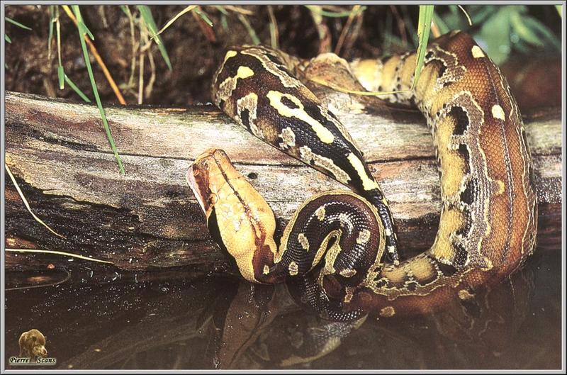 po rep1 063 python malais.jpg