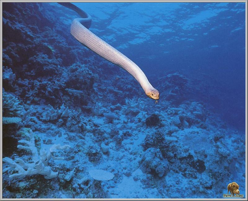 po rep1 076 serpent marin australien.jpg