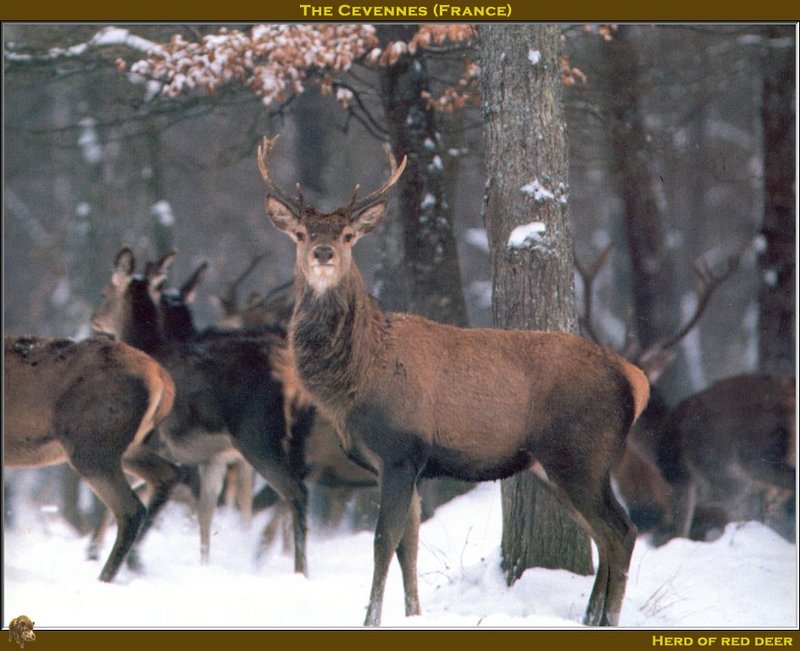 PO avotc 059 Herd of red deer.jpg