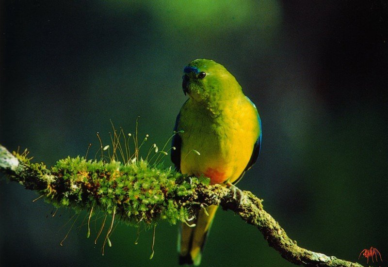 orange-bellied parrot (neophema chrysogaster).jpg