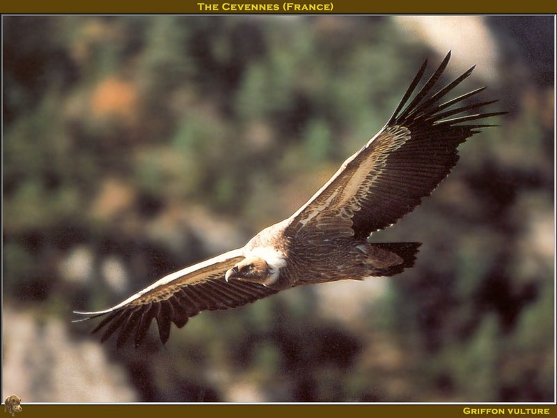 PO avotc 020 Griffon vulture.jpg