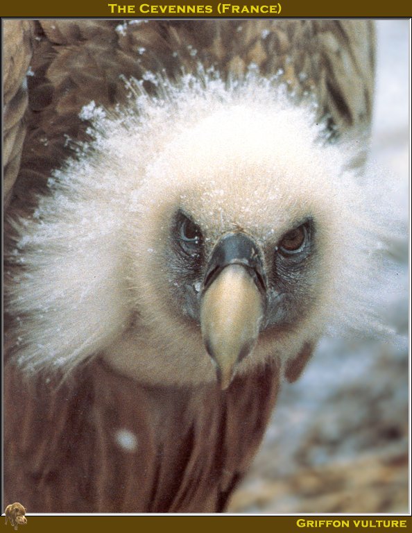 PO avotc 025 Griffon vulture.jpg