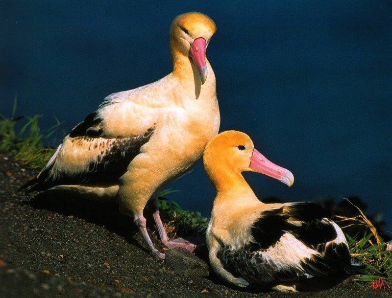 short-tailed albatross (diomedea albatrus).jpg