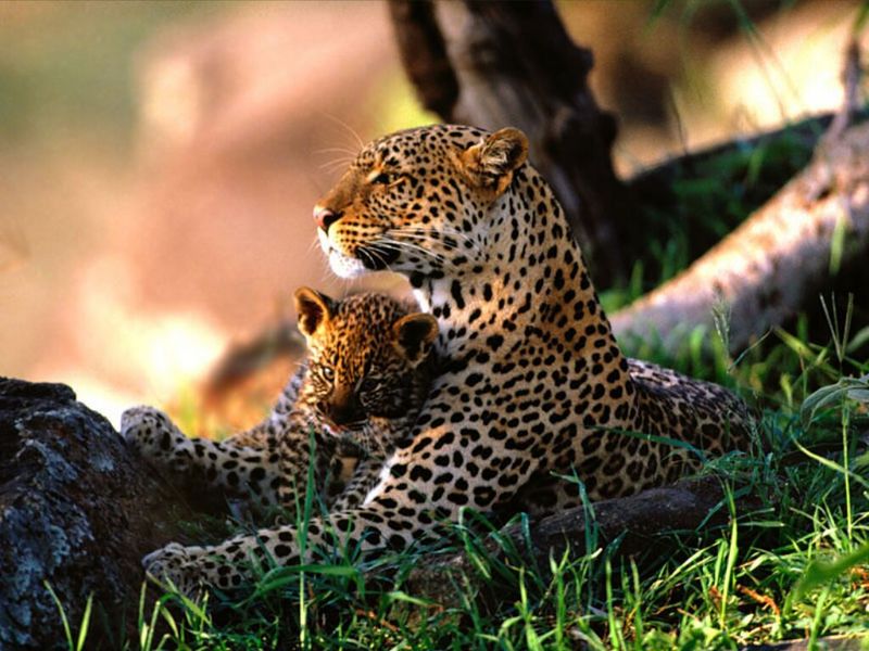 Babysitting, African Leopards.jpg