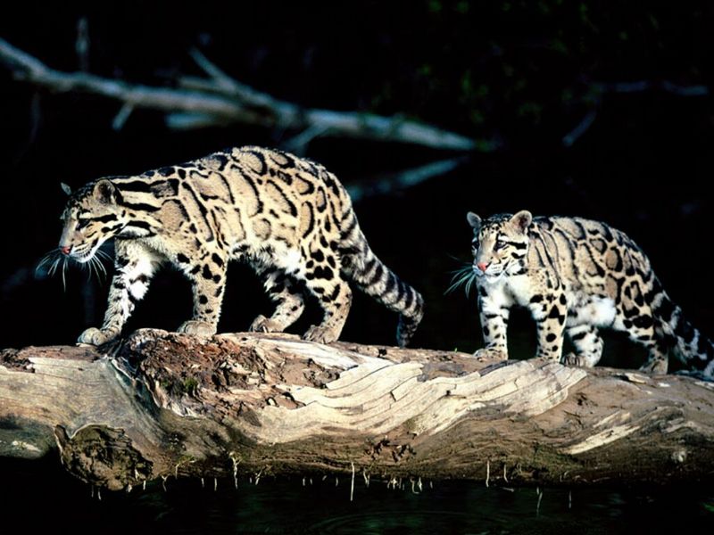 Balance, Clouded Leopard.jpg