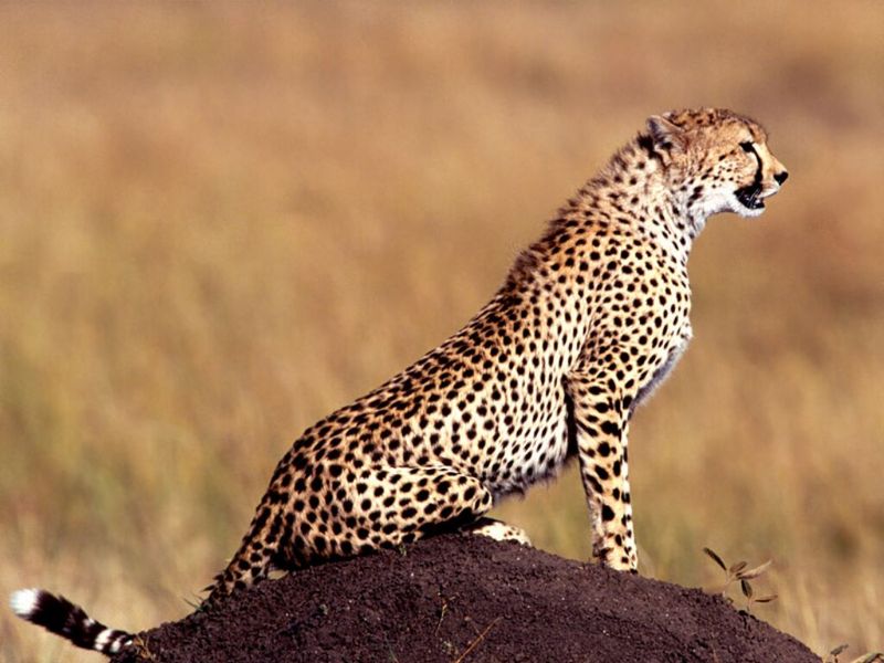 Posture, Cheetah.jpg