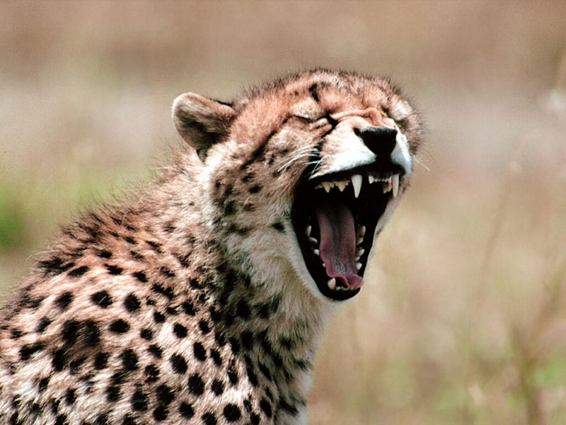 Primal Scream, Cheetah.jpg