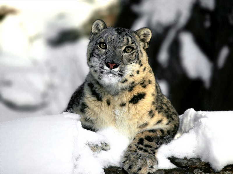 Relaxing, Snow Leopard.jpg