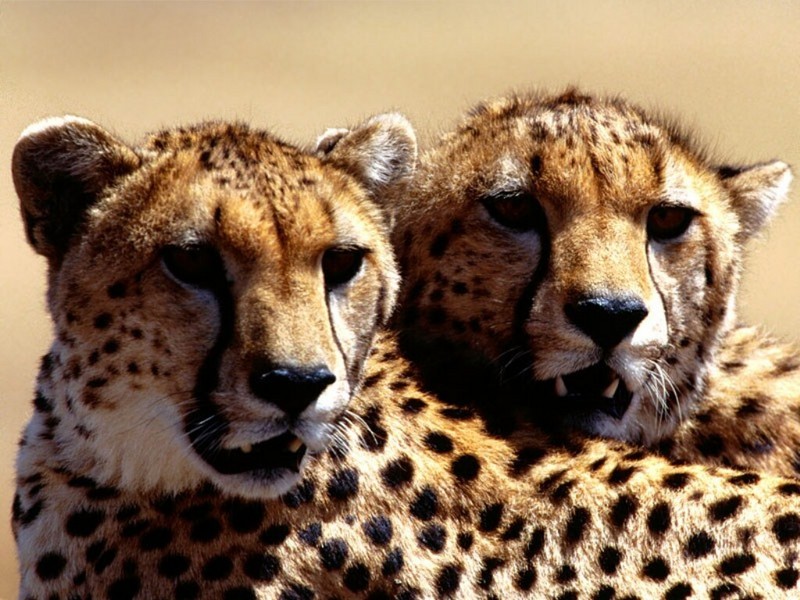 Strategic Planning, Cheetah Pair.jpg