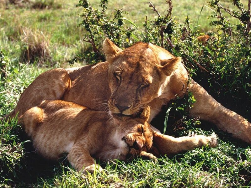 Snoozing, Lioness with Cub.jpg