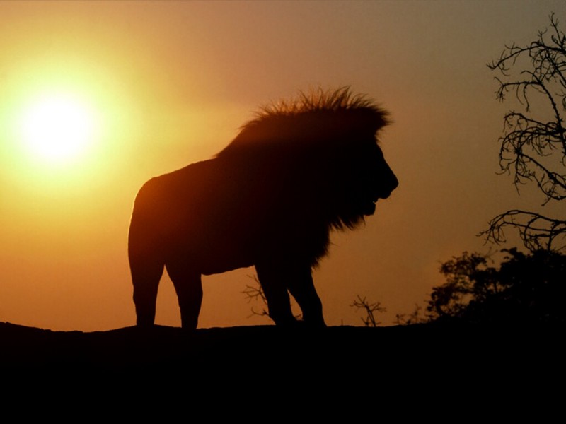 Sunset Ridge, African Lion.jpg