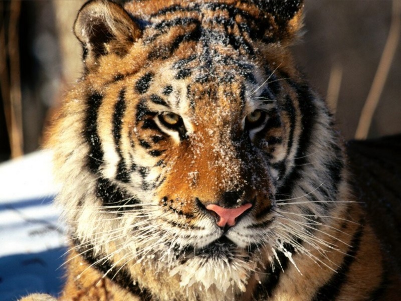 In Siberia, Tiger.jpg
