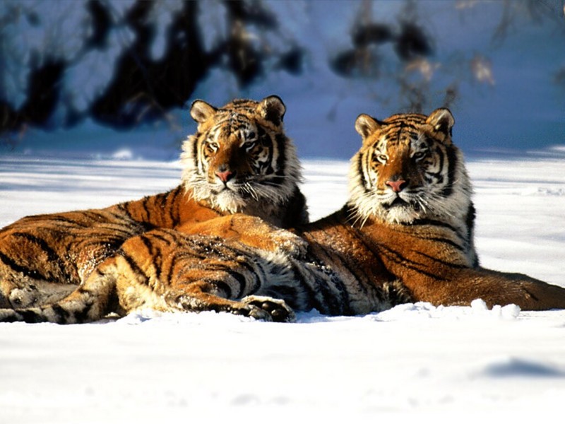 Lounging, Siberian Tiger Pair.jpg