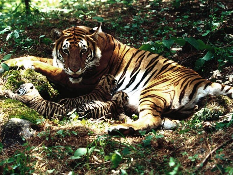 Tigress Nursing Cubs, Bengal Tigers.jpg