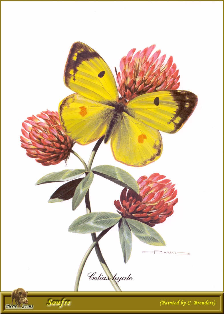 PO But 17 Colias Hyale.jpg