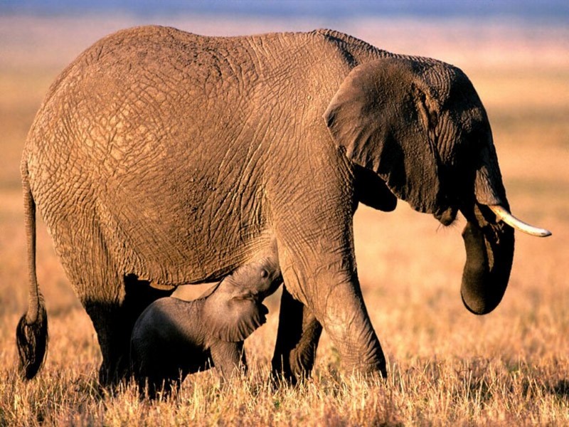 Pachyderm Parenting, African Elephants.jpg
