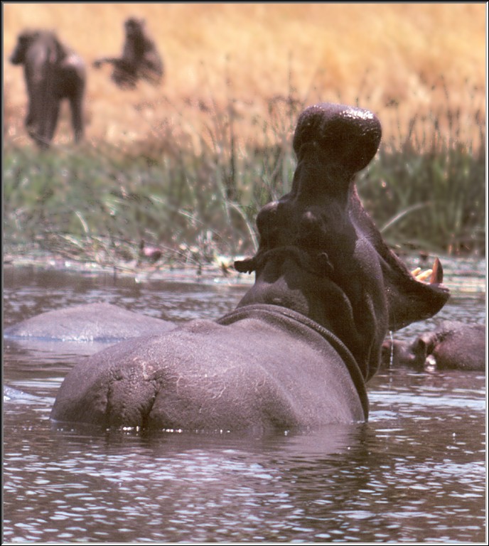 PO Kal 61 Hippopotame.jpg