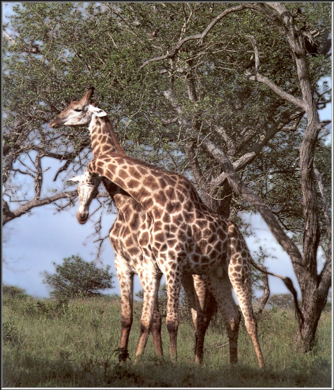 PO Kal 65 Girafes.jpg