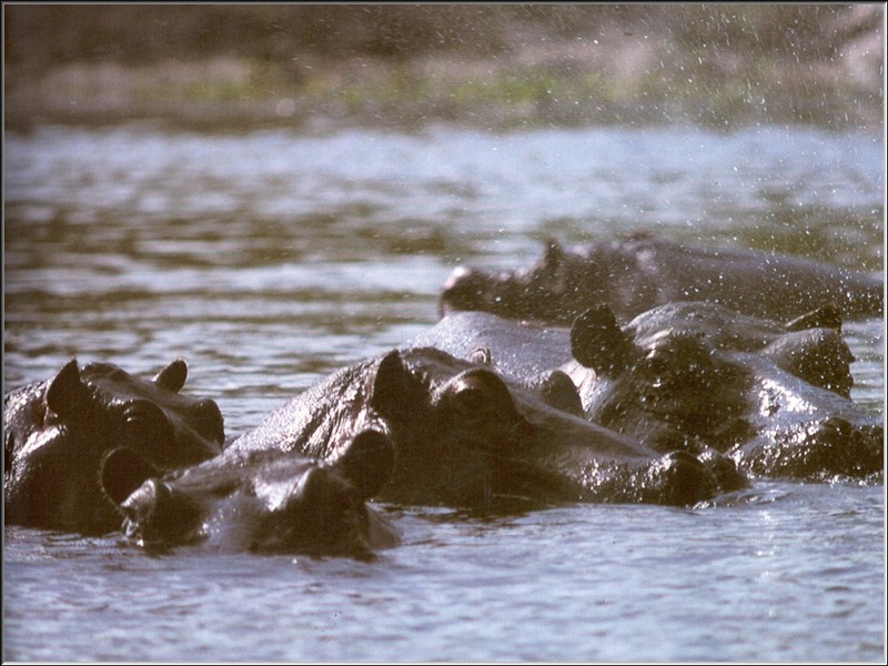 PO Kal 68 Hippopotames.jpg