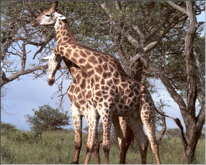 PO WP Kal 20 Girafes.jpg