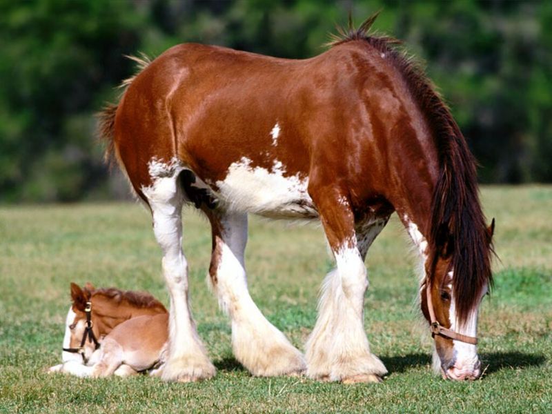 Strength Personified, Clydesdale Mare and Foal.jpg