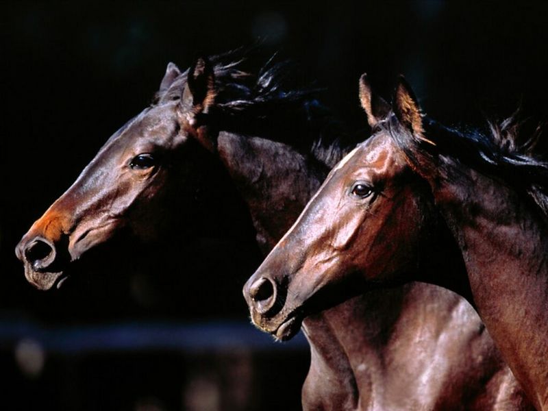 Two of a Kind, Trakehners.jpg