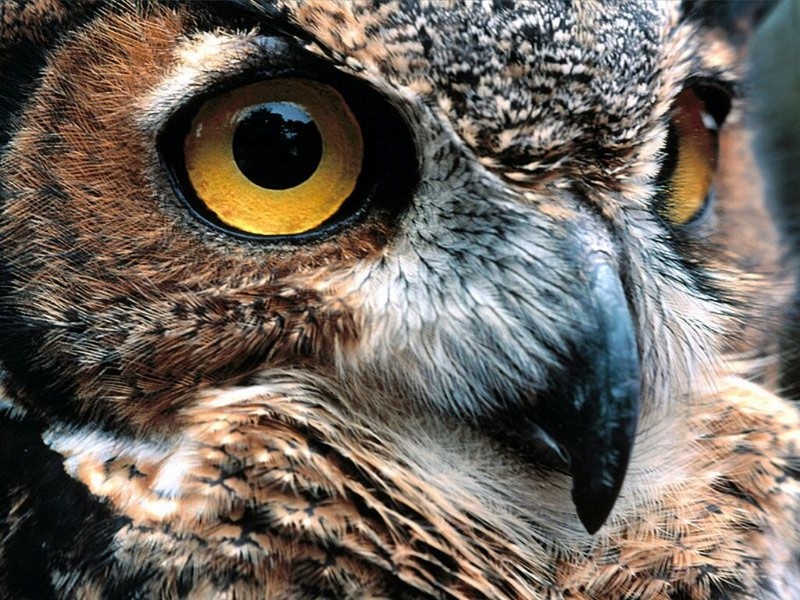 Eye Catching, Great Horned Owl.jpg