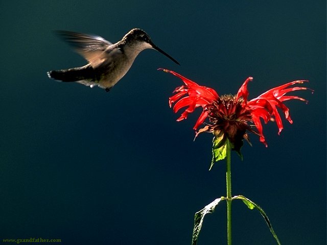 Female ruby-throated hummingbird visits a bee-balm bloom.jpg