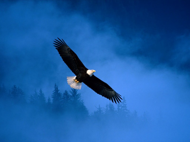 Flight of Freedom, Bald Eagle, Alaska.jpg